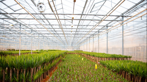 Grote kas in het Westland met heel veel planten op een rij