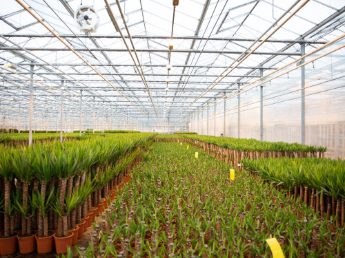 Grote kas in het Westland met heel veel planten op een rij