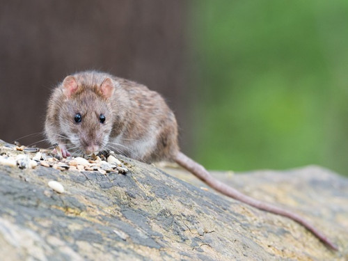 Bruine rat zit op een steen en knabbelt aan vogelvoer