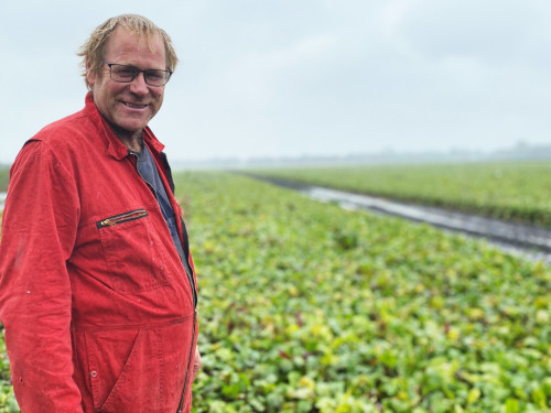 Bietenteler Kees Schaap staat voor akker vol bieten