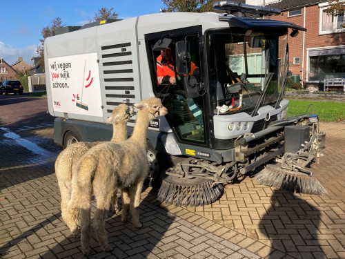 twee alpaca's Ohio en Kwint gaan onze mannen helpen met het verwijderen van dorre bladeren