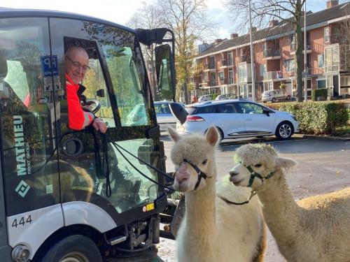 HVc collega op veegwagen met twee apaca's